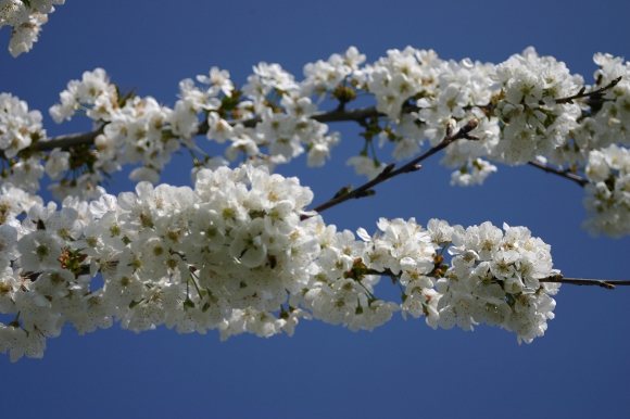 cherry blossom provence cerisier en fleurs